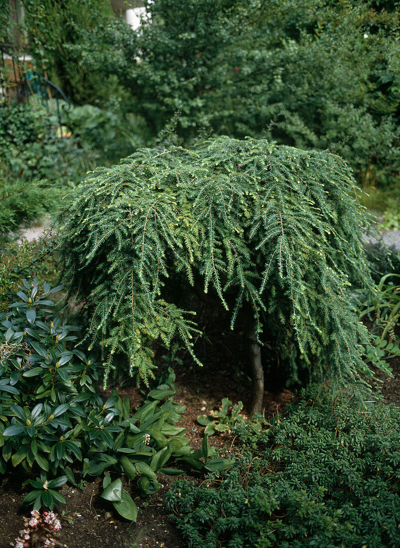 Tsuga canadensis 'Nana'