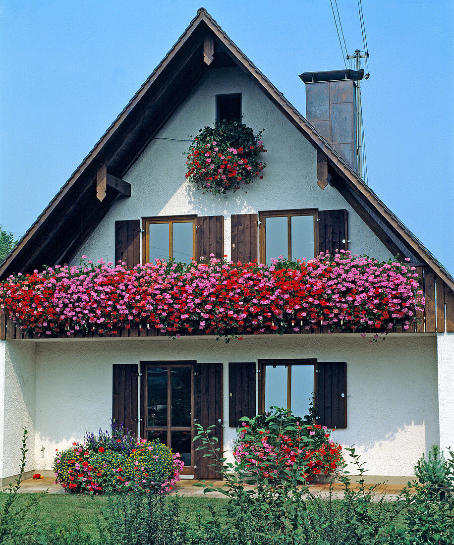 Haus mit GERANIEN 'Ville De Paris'