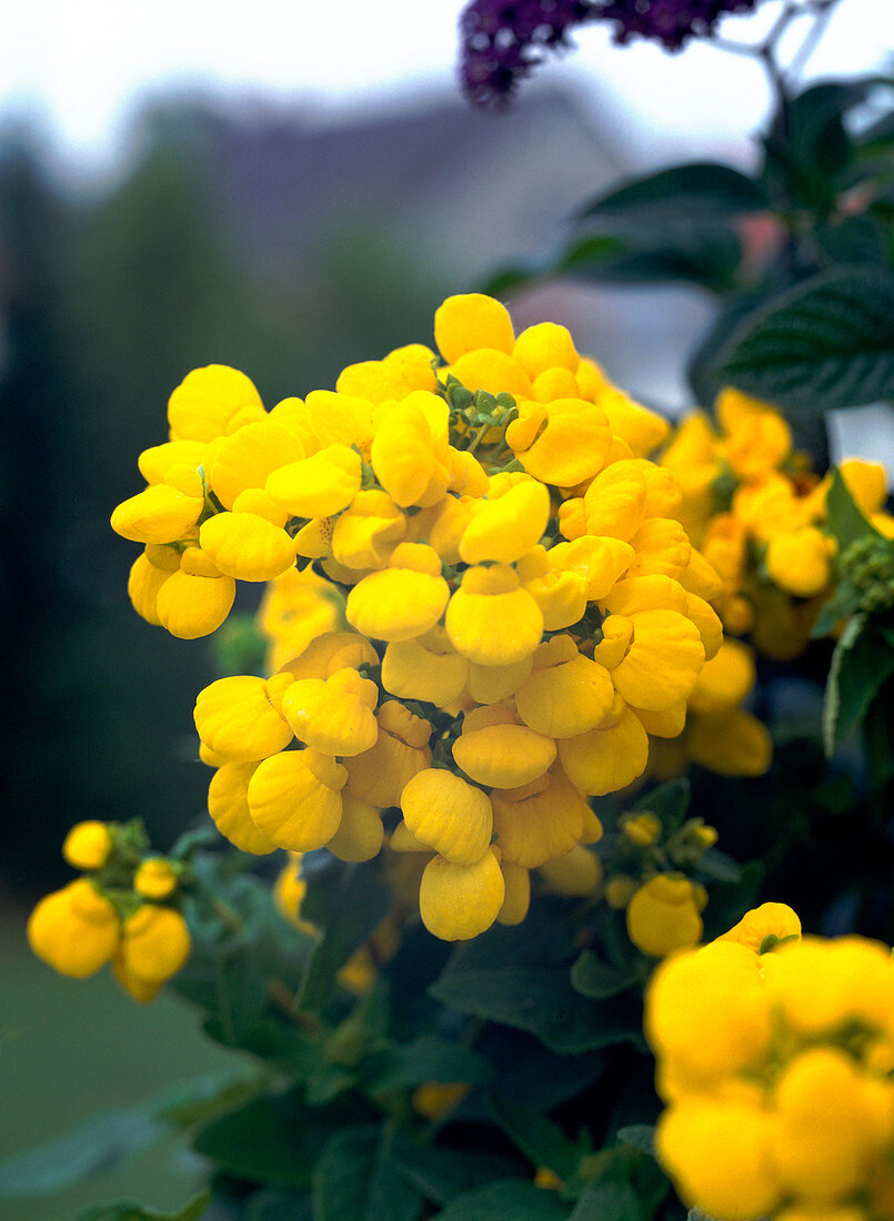 Calceolaria integrifolia 'Gold Bukett'