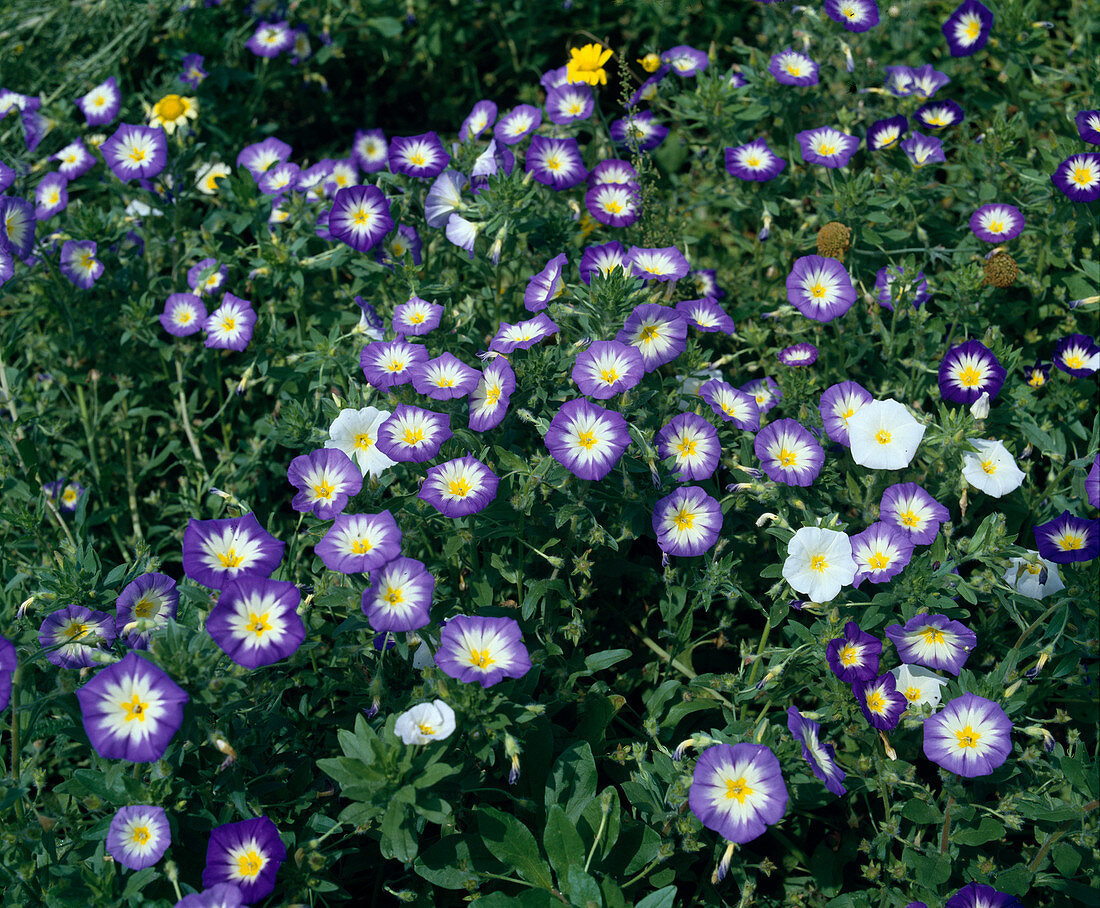 Convulvulus tricolor