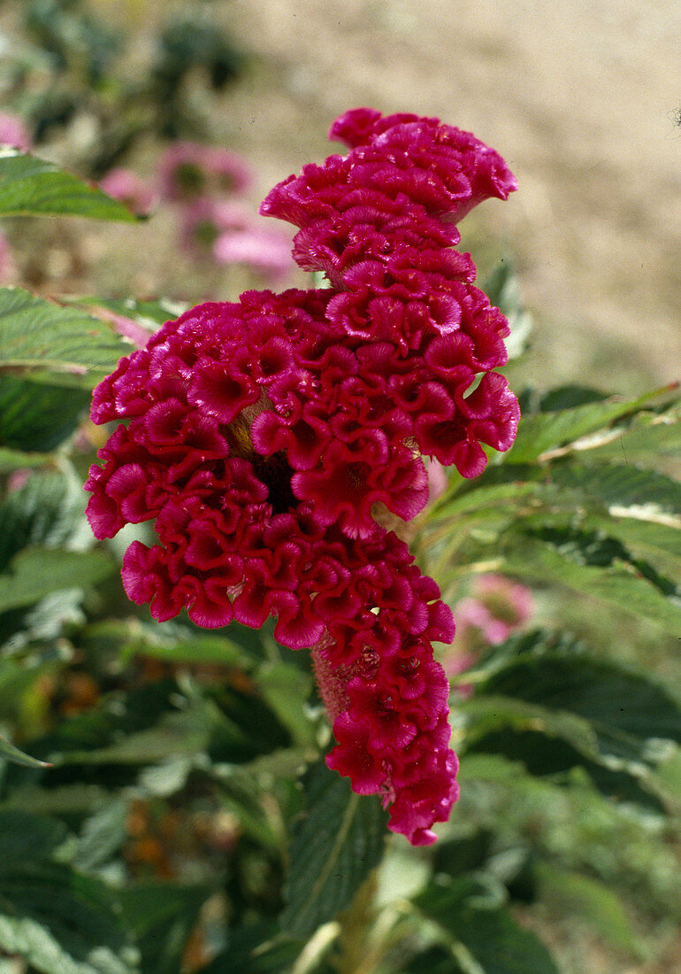 Celosia argentea Var.Cristata