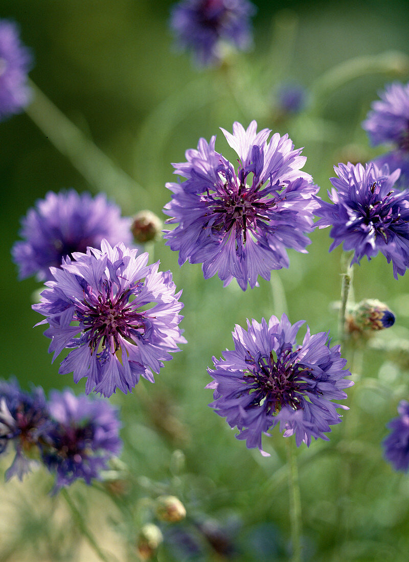 Centaurea CYANUS