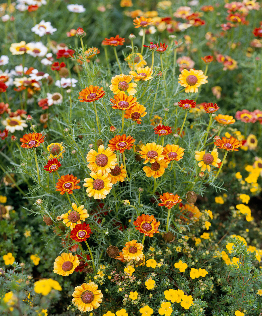 Chrysanthemum Carinatum