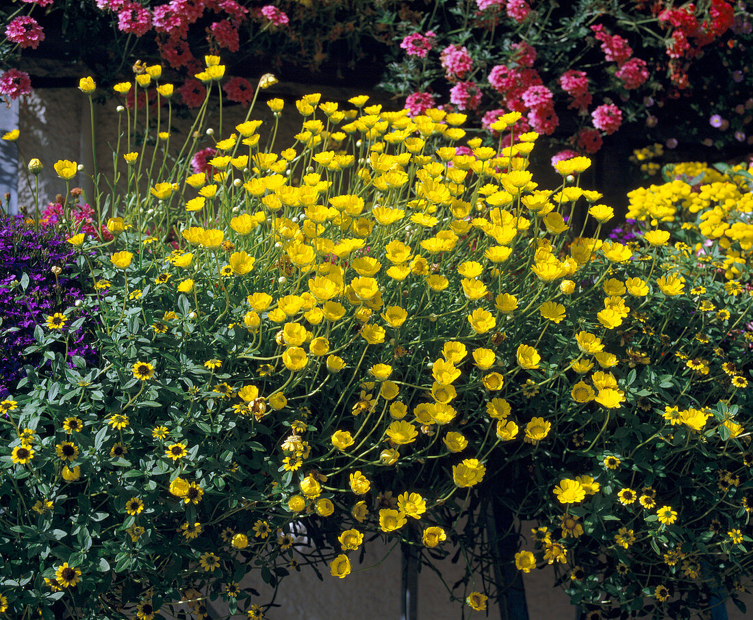 Yellow dwarf daisy