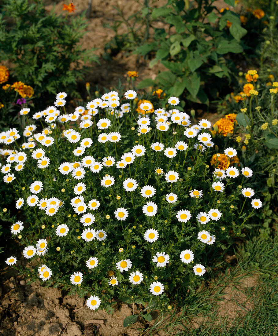 Dwarf daisy