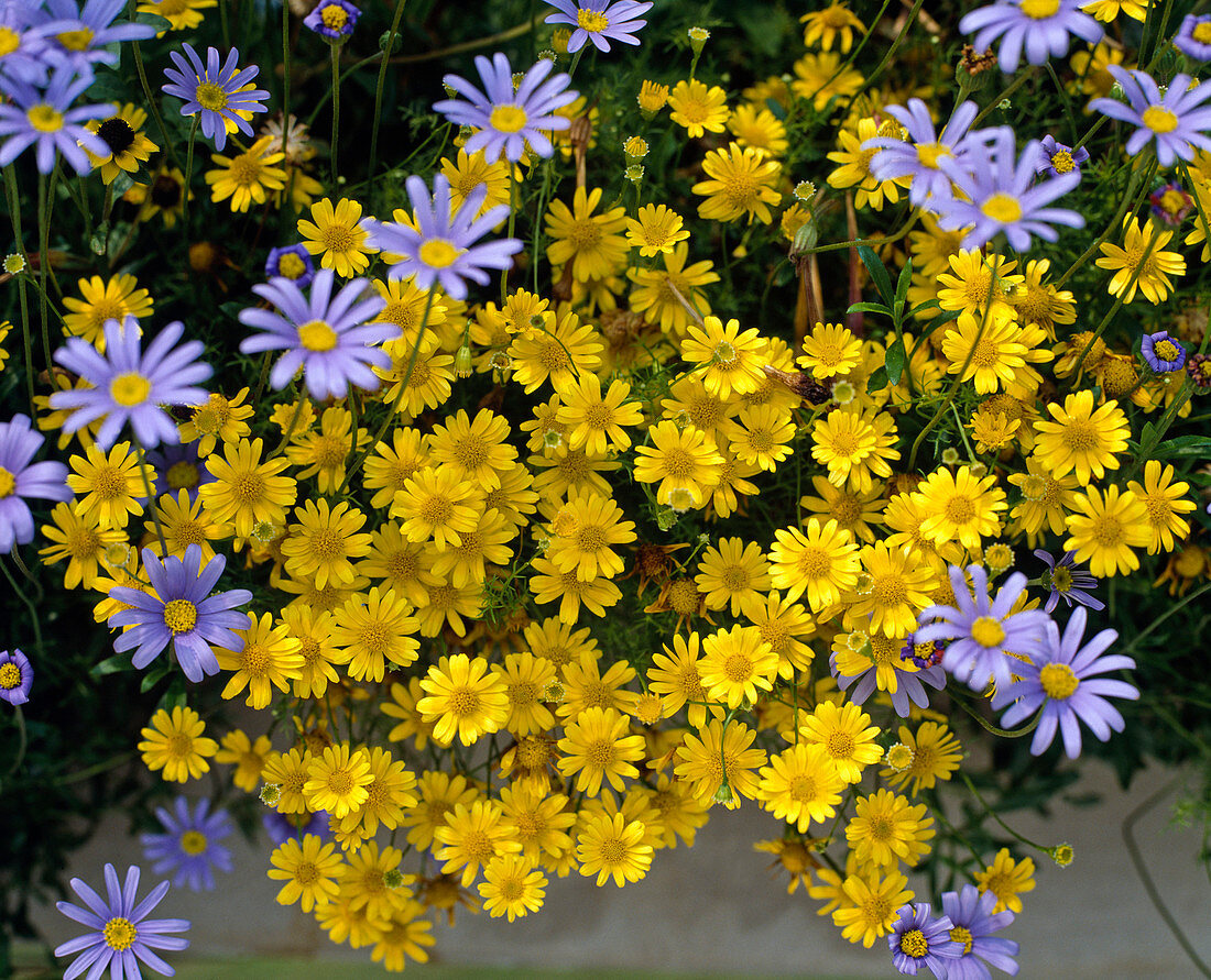 Chrysanthemum tenuiloba