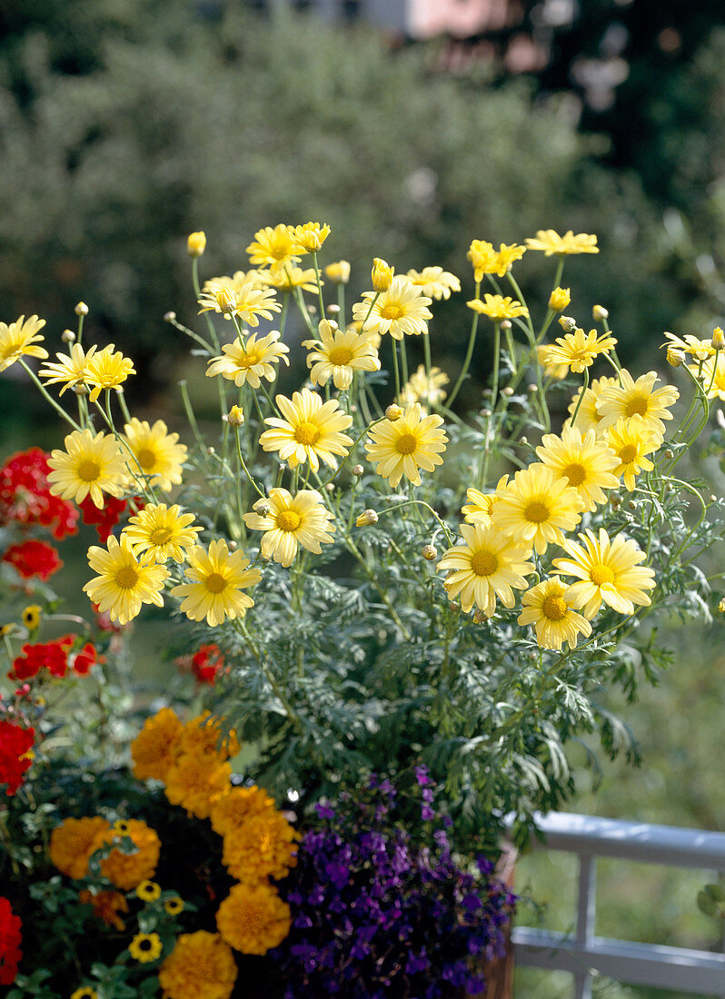 Argyranthemum frutescens 'Beauty of Nice' (daisy)
