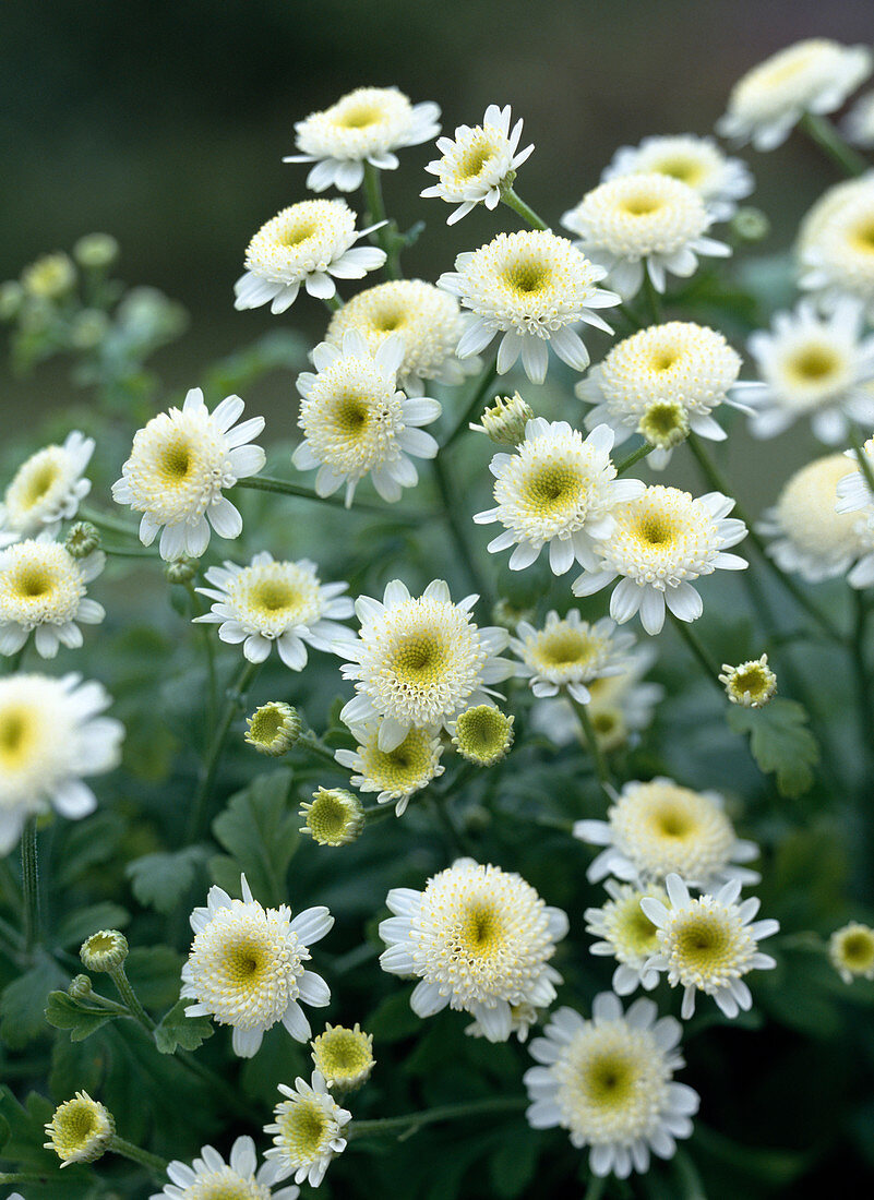 Tanacetum parthenium 'Snow Crown'