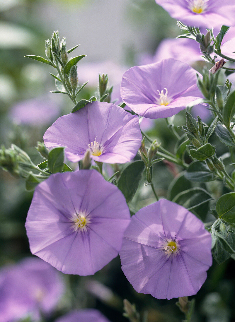 Schleifenblume 'Blaue Mauritius'