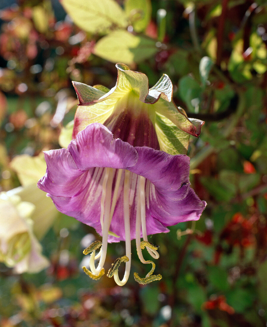 Cobaea scandens