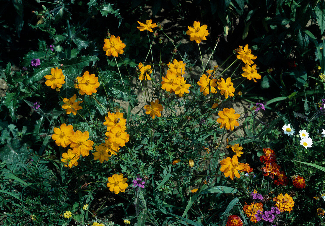 Cosmos sulphureus