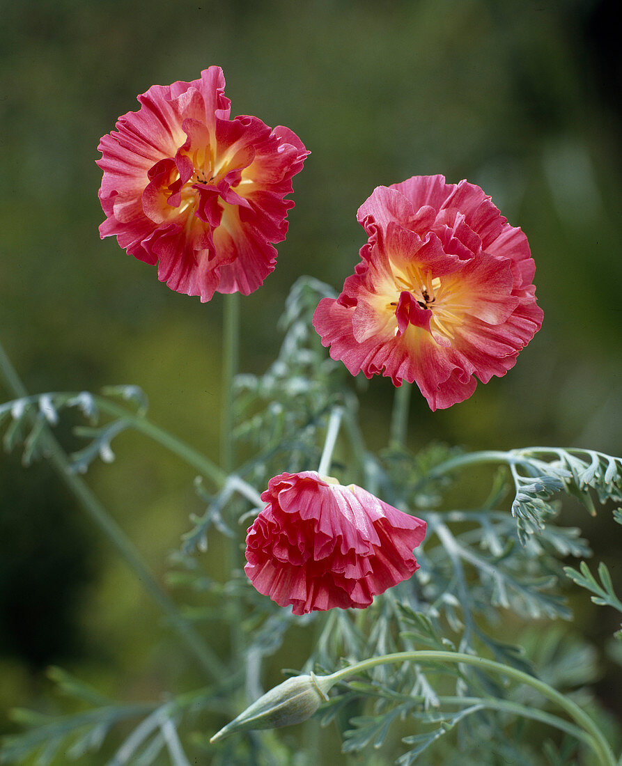 Eschscholzia Kalifornien