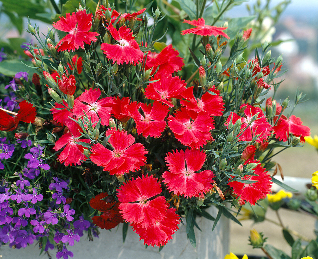 Dianthus chinensis