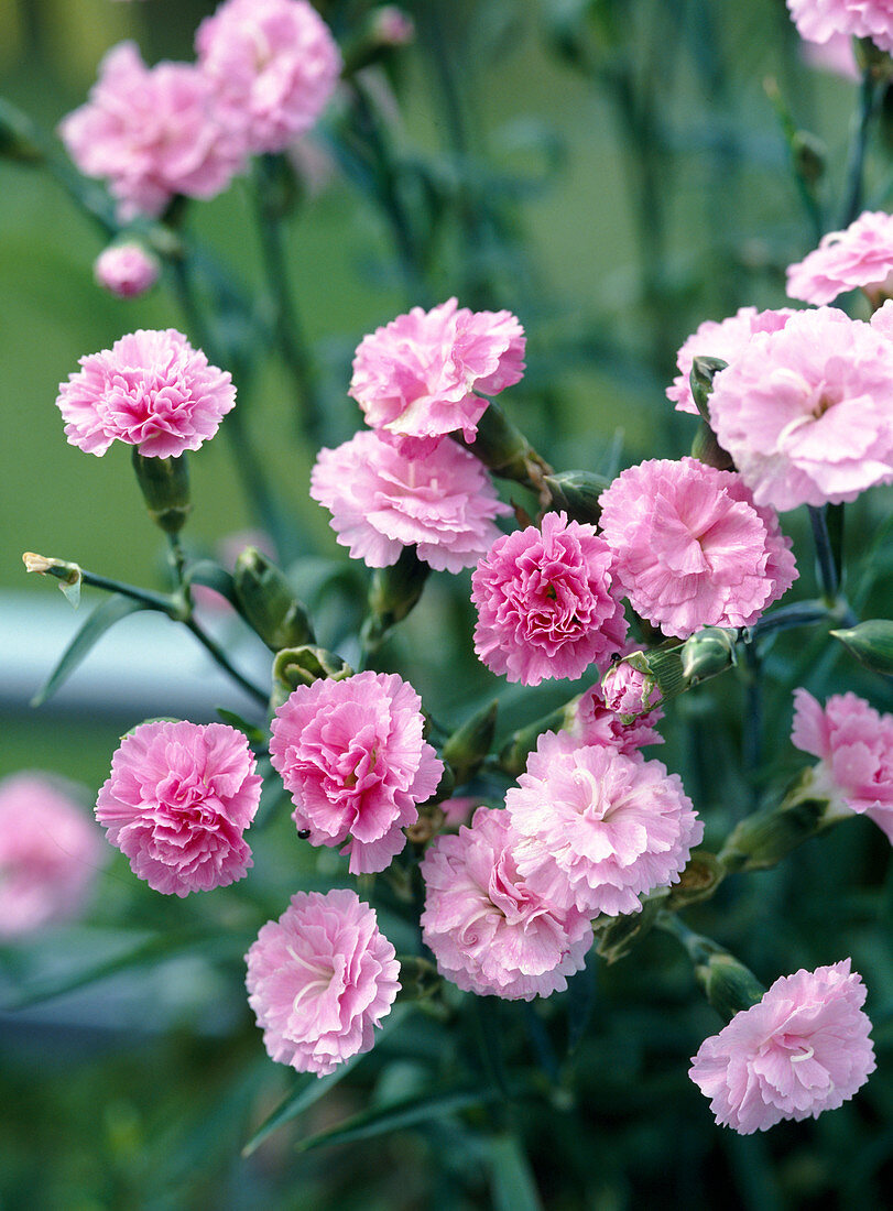 Dianthus hybride 'Julia'