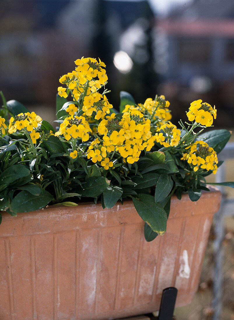 Erysimum x allionii 'Gruppengold'