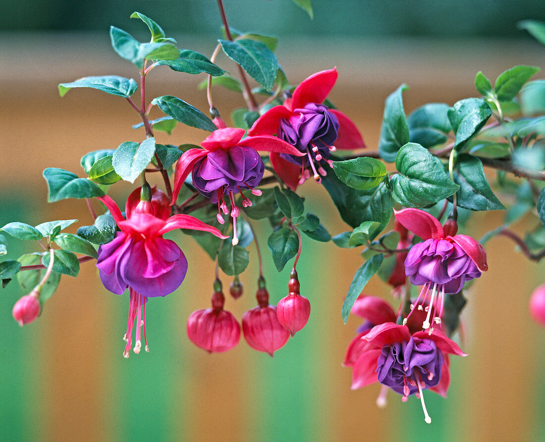 Fuchsia Hybride