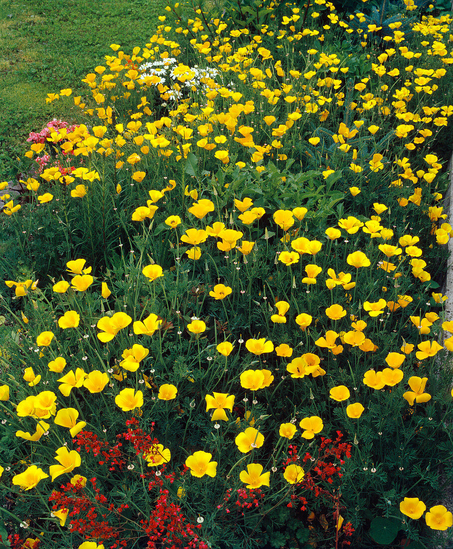 Eschscholzia californica