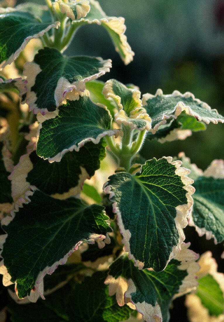 Plectranthus ciliatus