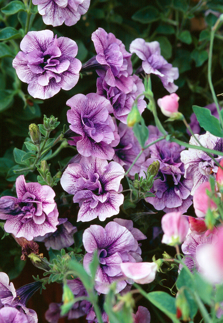 Petunia Surfinia 'PriScilla'