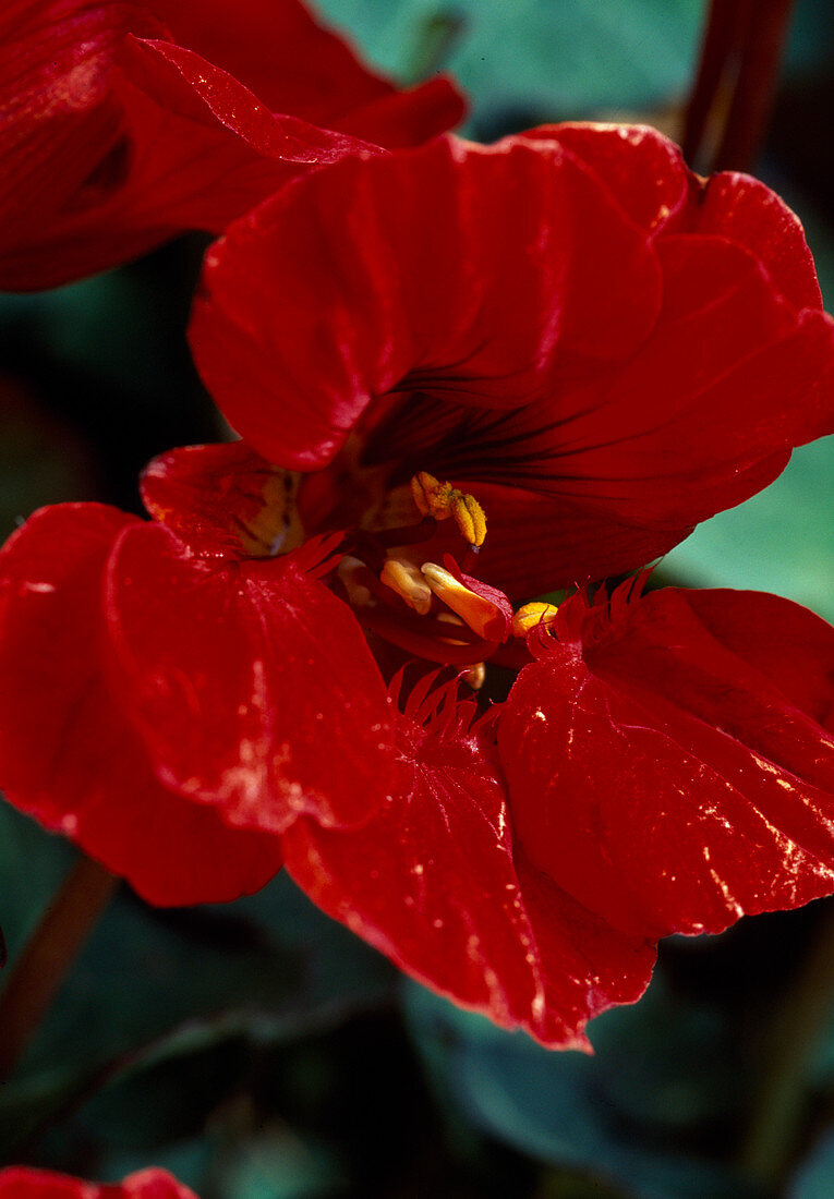 Tropaeolum majus 'Red Wonder'