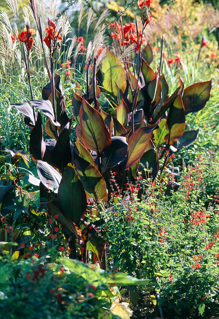 Canna indica (Indian flower cane)