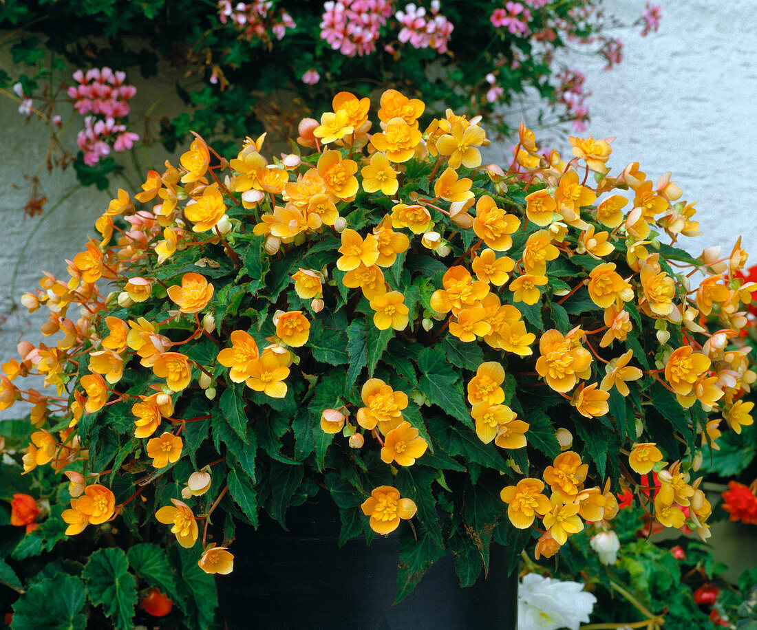 Tuber begonia orange