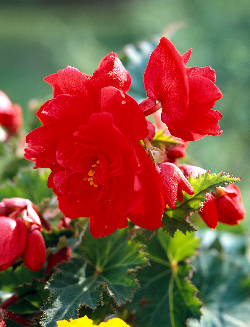 Tuberous begonia 'Deep Red Clips'