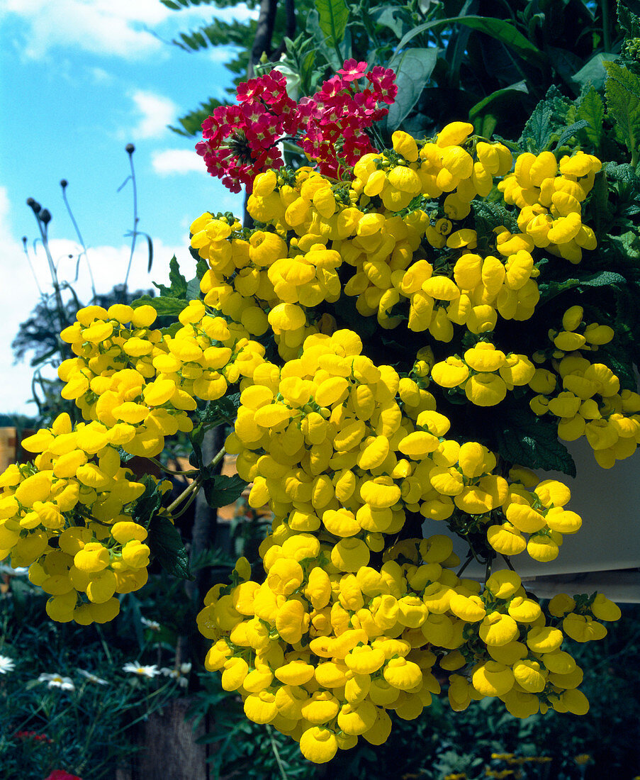 Calceolaria integrifolia