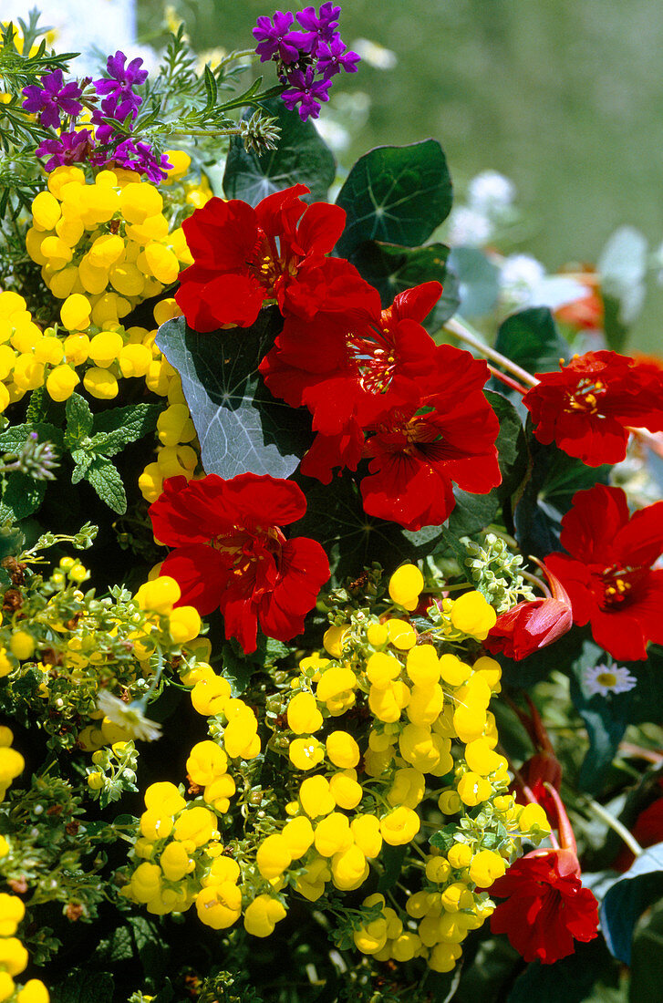 Calceolaria integrifolia