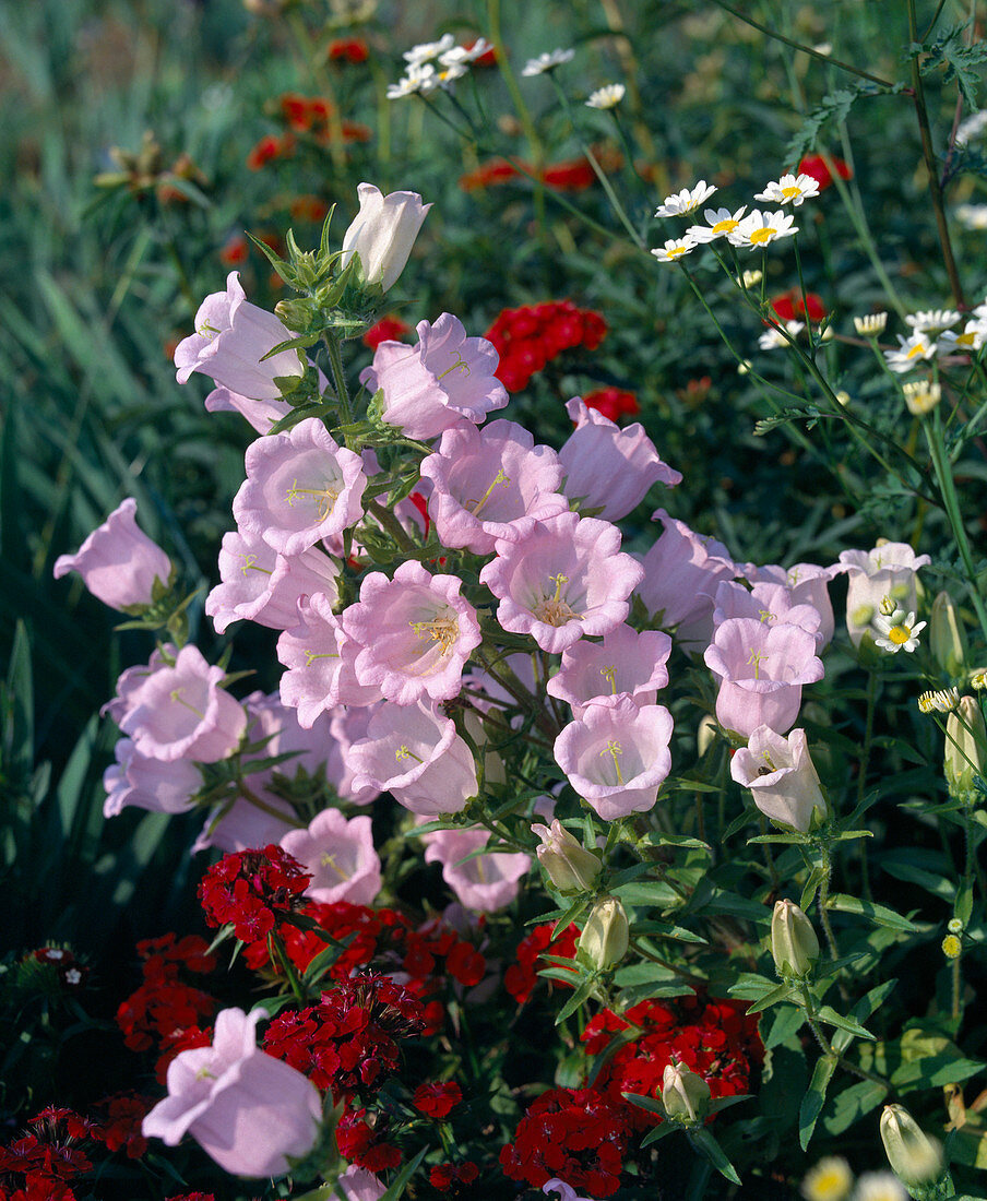 Campanula medium