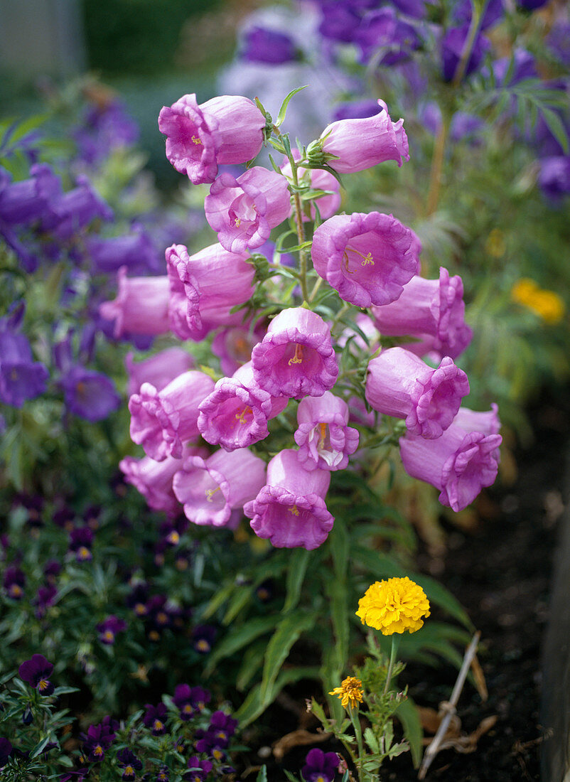 Campanula medium 'pink gefüllt'