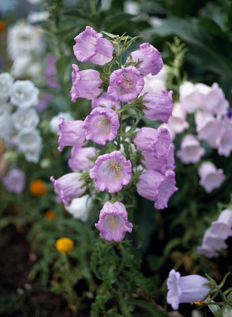 Campanula medium 'Simple Pink'