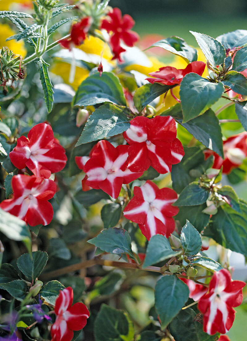 Impatiens walleriana 'Ballerina Scharlach-Weiß'