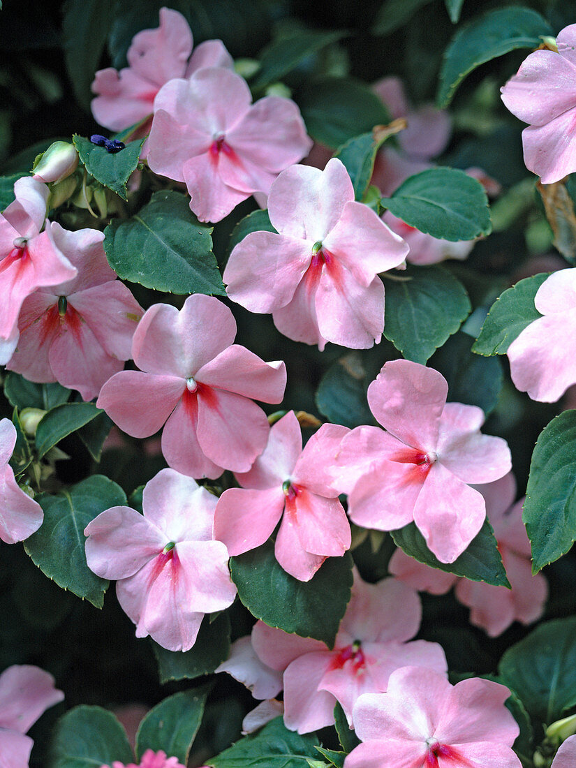 Impatiens walleriana