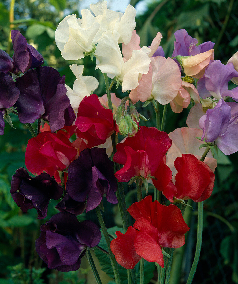 Lathyrus odorathus