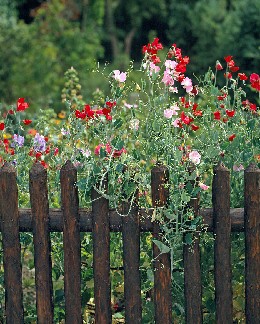 Lathyrus ODORATUS