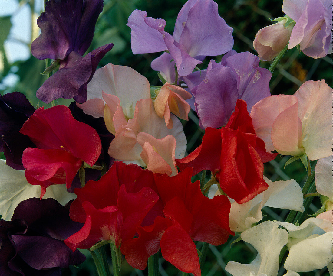 Lathyrus odoratus