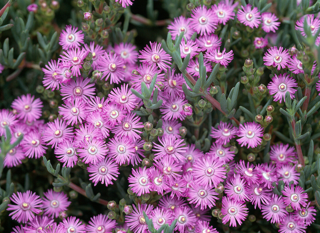 Lampranthus hybrid