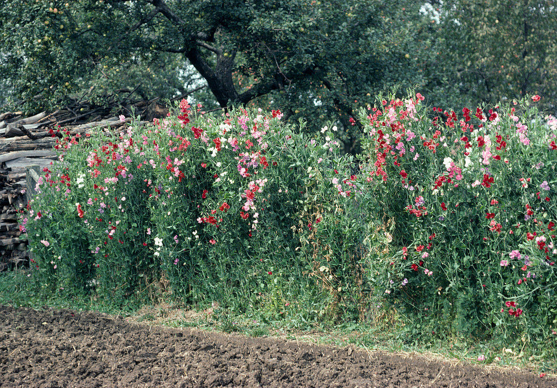 Lathyrus odoratus