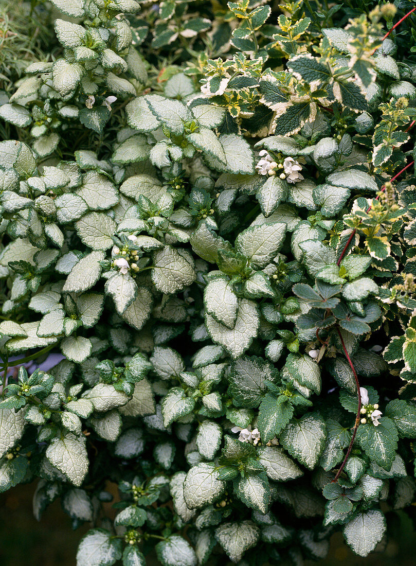 Lamium maculatum 'White Nancy'