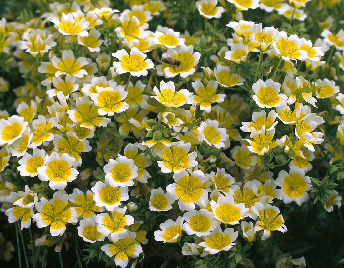 Limnanthes Douglasii