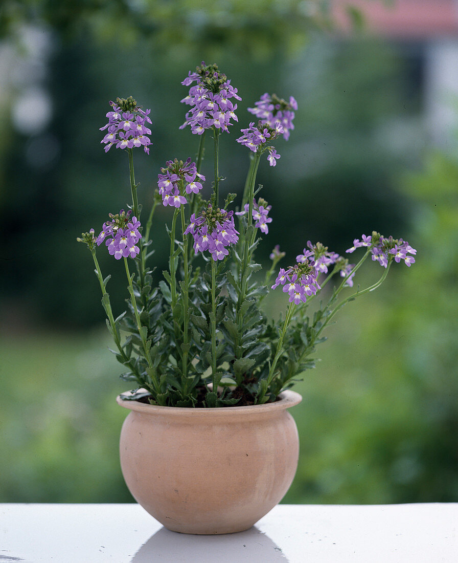 Lobelia valida 'True Blue'