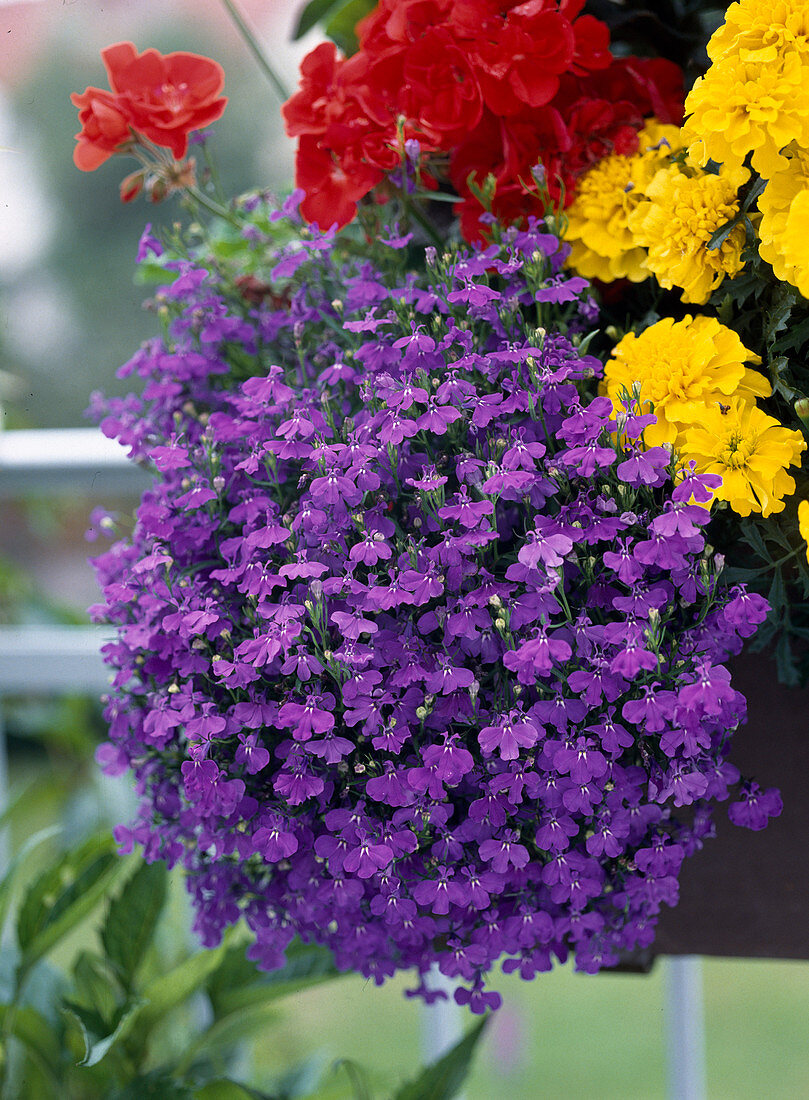 Lobelia erinus Compacta 'Blaue Perle'