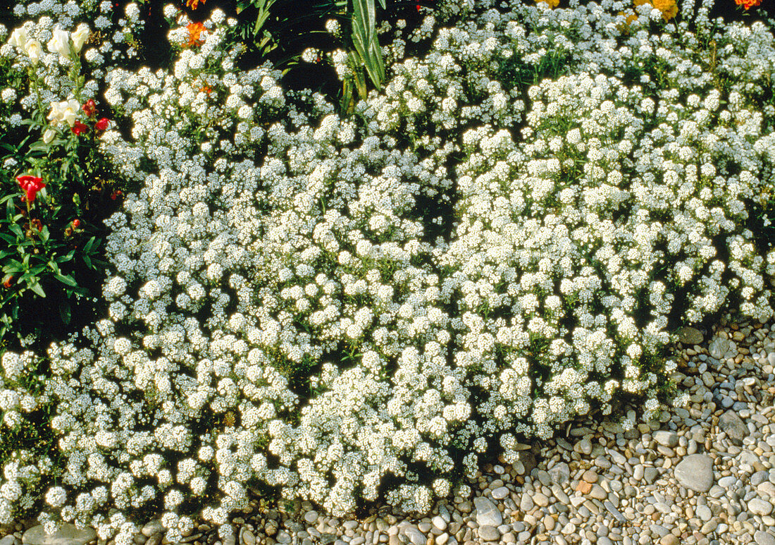 Lobularia maritima