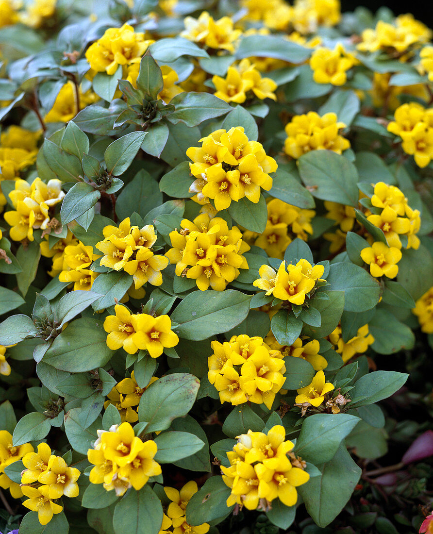 Lysimachia congestiflora