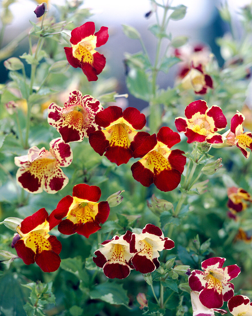 Mimulus hybrid