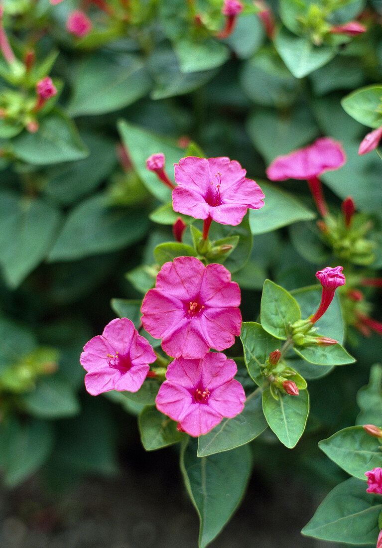 Mirabilis jalapa