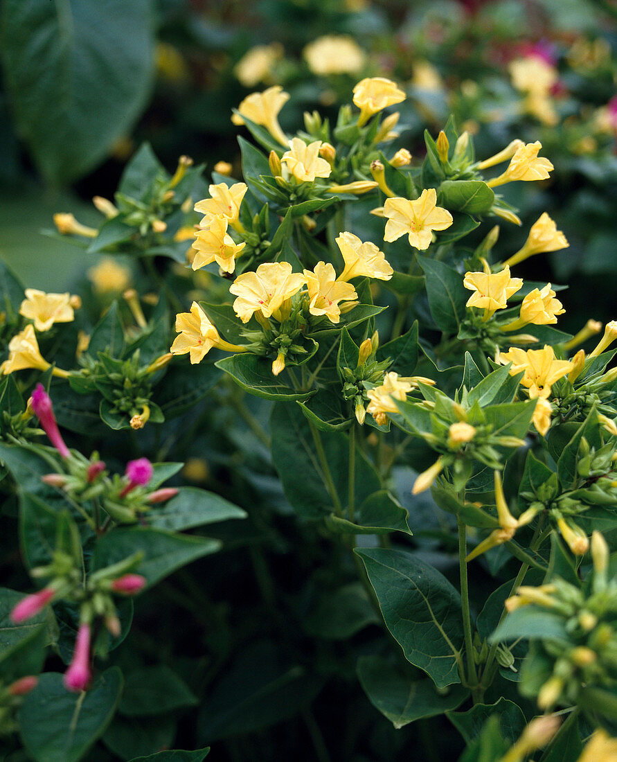 Mirabilis jalapa