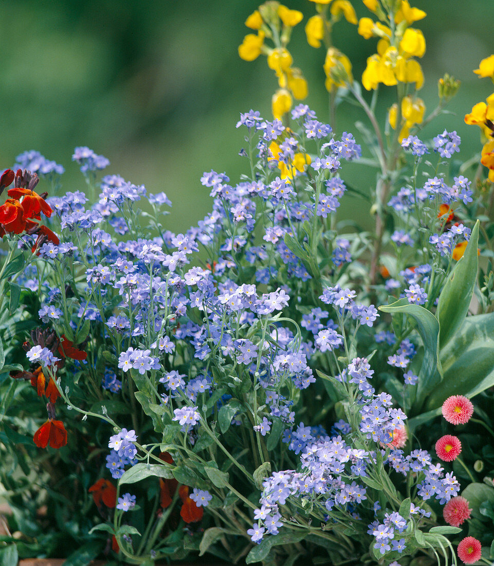 Myosotis sylvatica