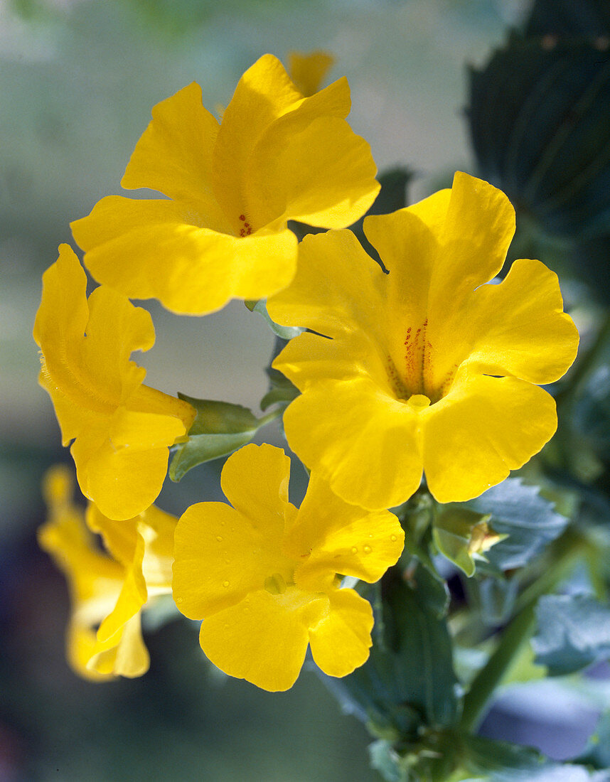 Mimulus luteus